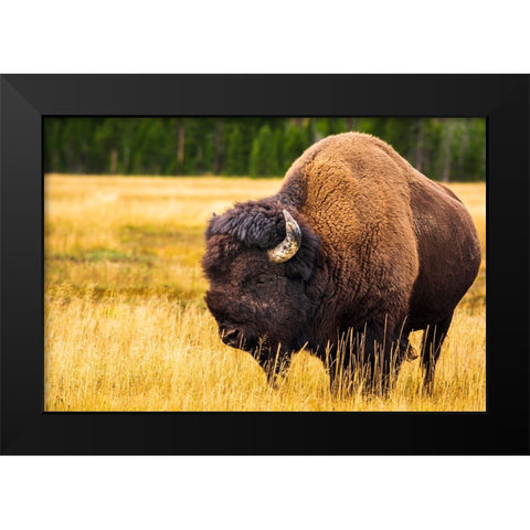 Bison-Yellowstone National Park-Wyoming-USA Black Modern Wood Framed Art Print by Bishop, Russ
