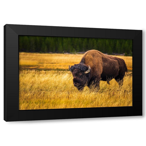 Bison-Yellowstone National Park-Wyoming-USA Black Modern Wood Framed Art Print with Double Matting by Bishop, Russ