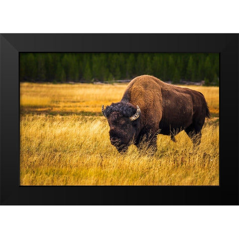 Bison-Yellowstone National Park-Wyoming-USA Black Modern Wood Framed Art Print by Bishop, Russ