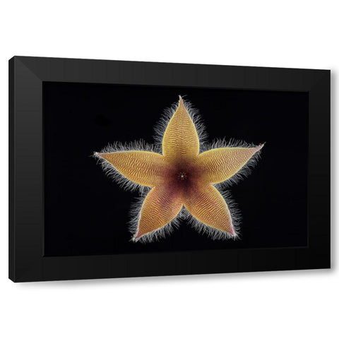 Stapelia Grandiflora Black Modern Wood Framed Art Print by Mozqueda, Victor