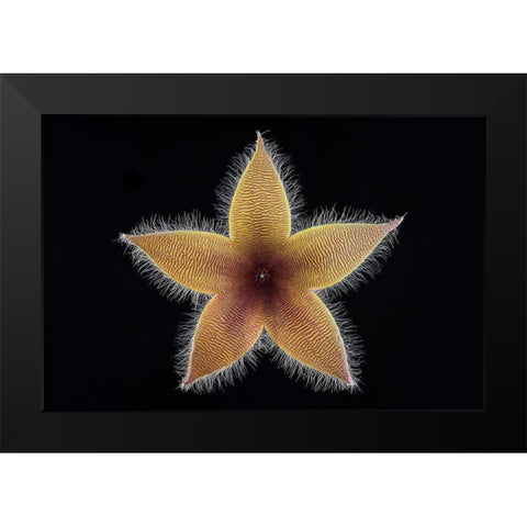 Stapelia Grandiflora Black Modern Wood Framed Art Print by Mozqueda, Victor