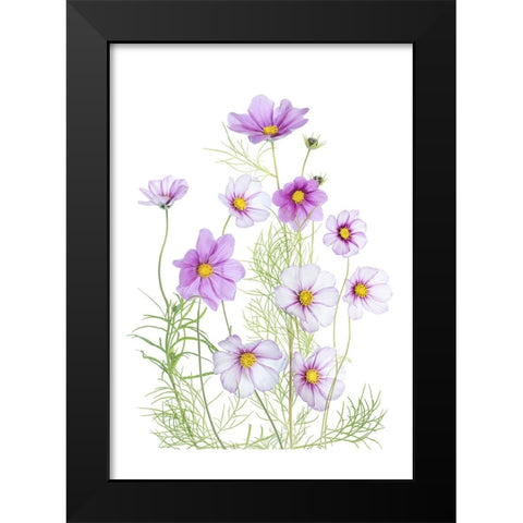 Cosmos Comfort Black Modern Wood Framed Art Print by Disher, Mandy