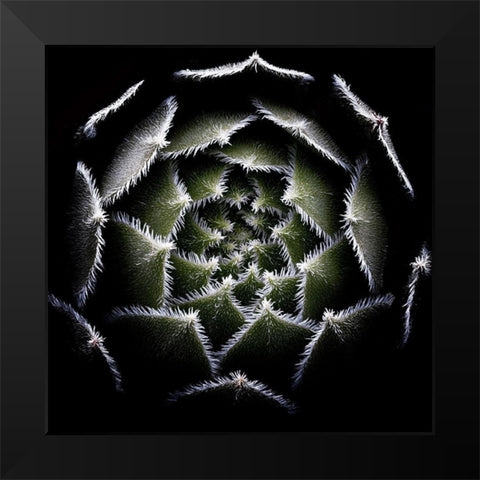 Sempervivum Rosette Black Modern Wood Framed Art Print by Mozqueda, Victor