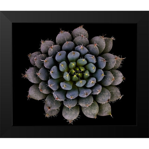 Echeveria Setosa Var. Deminuta Black Modern Wood Framed Art Print by Mozqueda, Victor