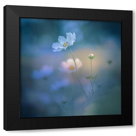 White Shadow Black Modern Wood Framed Art Print by Koumura, Miyako