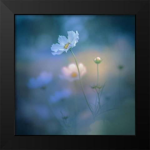 White Shadow Black Modern Wood Framed Art Print by Koumura, Miyako