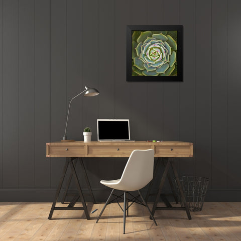 Echeveria Ben Badis Black Modern Wood Framed Art Print by Mozqueda, Victor