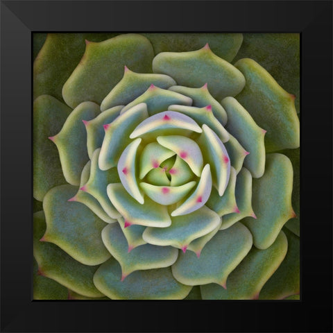 Echeveria Ben Badis Black Modern Wood Framed Art Print by Mozqueda, Victor