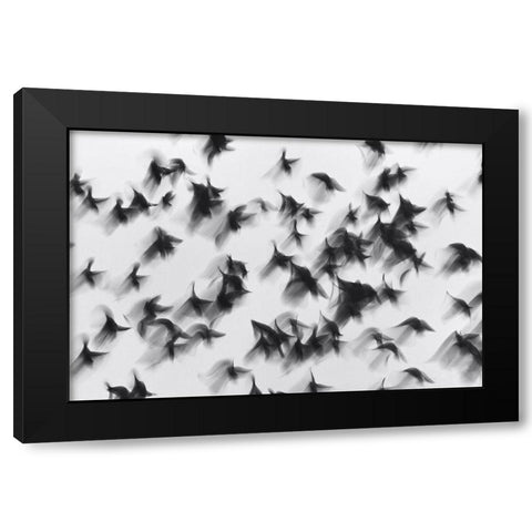 Birds Black Modern Wood Framed Art Print by Yushina, Marina
