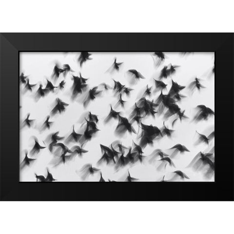 Birds Black Modern Wood Framed Art Print by Yushina, Marina
