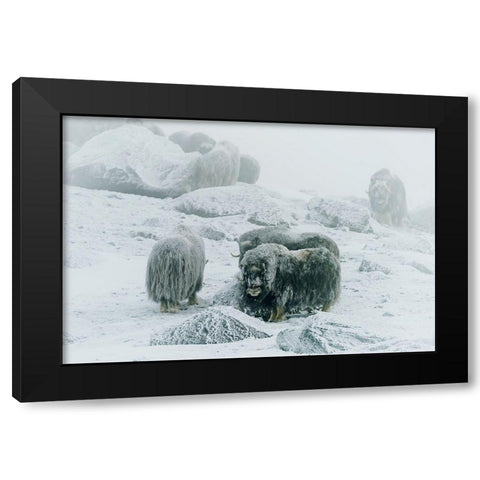 Musk Ox-Between The Fog And Frost Black Modern Wood Framed Art Print by Damico, Giuseppe