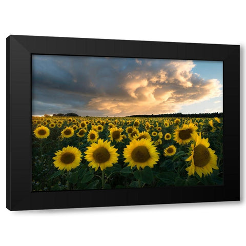 Sunflowers In Sweden. Black Modern Wood Framed Art Print with Double Matting by Lindsten, Christian