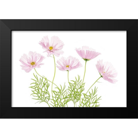 Cosmos Cupcake Black Modern Wood Framed Art Print by Disher, Mandy