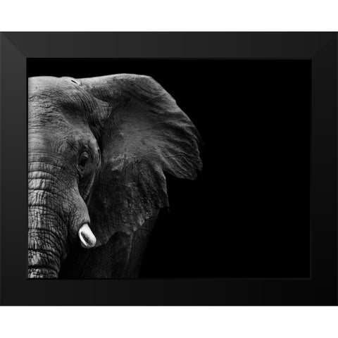 Elephant Black Modern Wood Framed Art Print by WildPhotoArt