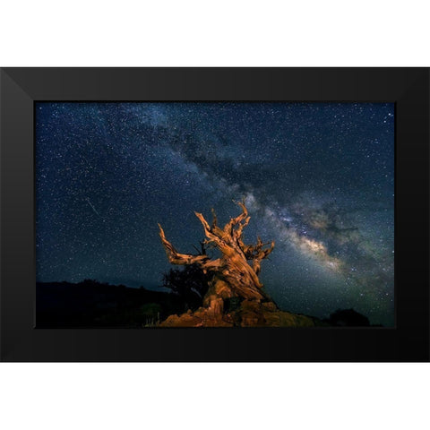 The Galaxy And Ancient Bristlecone Pine Black Modern Wood Framed Art Print by Hua