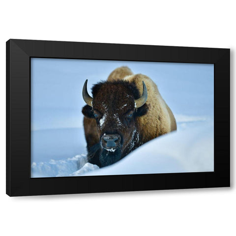 Winter Bison Black Modern Wood Framed Art Print with Double Matting by Suradji, Surjanto