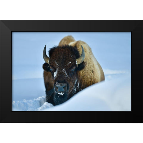 Winter Bison Black Modern Wood Framed Art Print by Suradji, Surjanto
