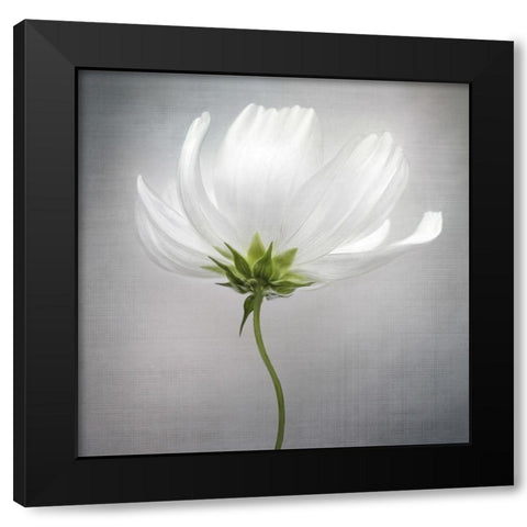 Cosmos *** Black Modern Wood Framed Art Print by Disher, Mandy