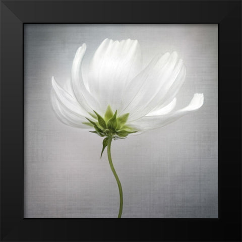 Cosmos *** Black Modern Wood Framed Art Print by Disher, Mandy