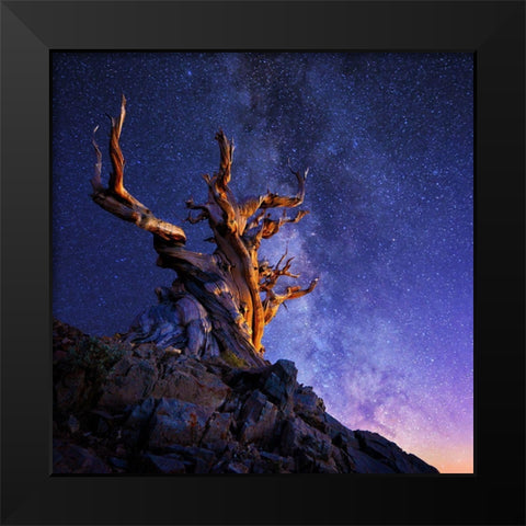 The Ancient Tree Black Modern Wood Framed Art Print by Suradji, Surjanto