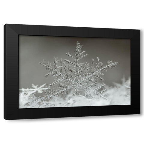 Snowflake Black Modern Wood Framed Art Print by Naidandorj, Tsolmon