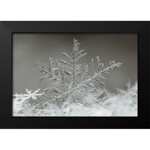Snowflake Black Modern Wood Framed Art Print by Naidandorj, Tsolmon