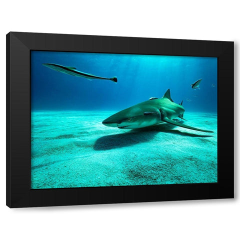 The Lemon Shark Black Modern Wood Framed Art Print with Double Matting by Melesan, Serge