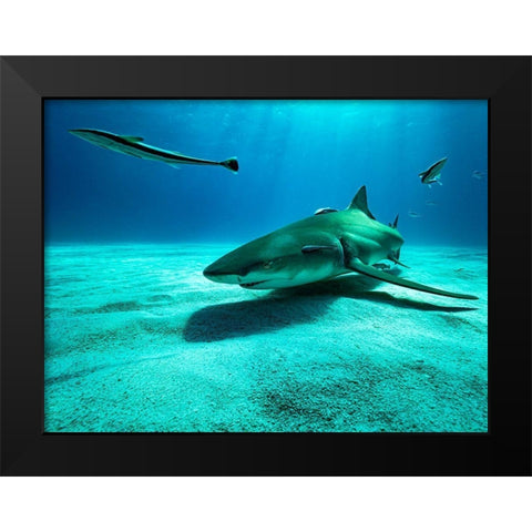 The Lemon Shark Black Modern Wood Framed Art Print by Melesan, Serge