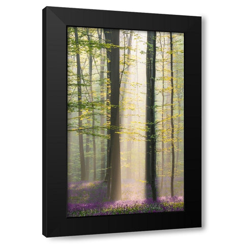 Misty Sunrise In Hallerbos Black Modern Wood Framed Art Print with Double Matting by VLAICU, Denisa