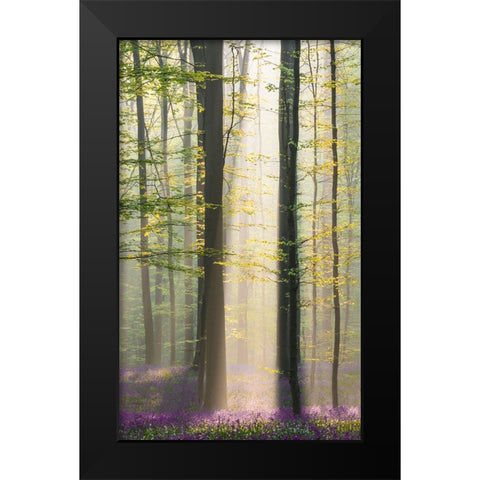 Misty Sunrise In Hallerbos Black Modern Wood Framed Art Print by VLAICU, Denisa