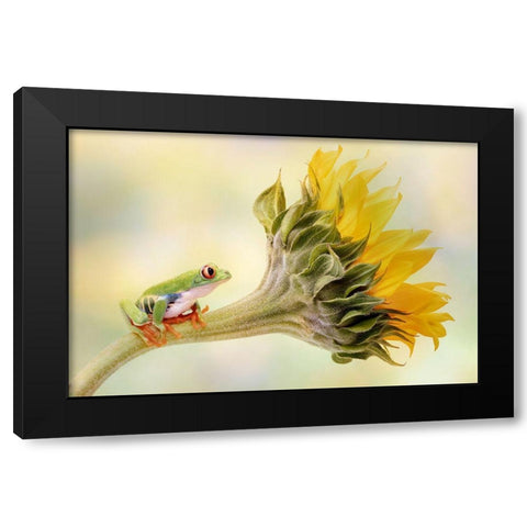 Red Eyed Tree Frog On A Sunflower Black Modern Wood Framed Art Print with Double Matting by D Lester, Linda
