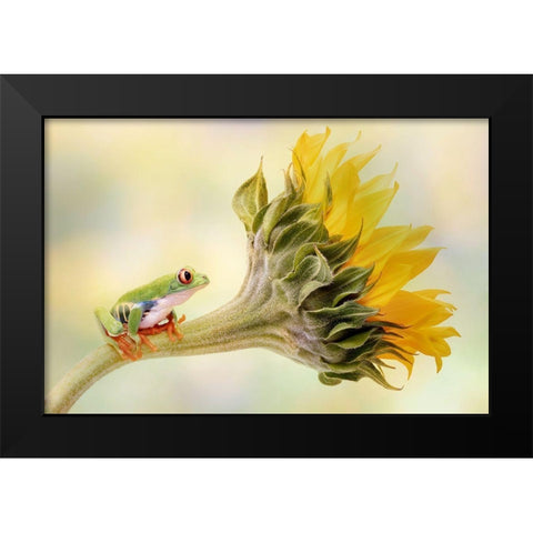 Red Eyed Tree Frog On A Sunflower Black Modern Wood Framed Art Print by D Lester, Linda