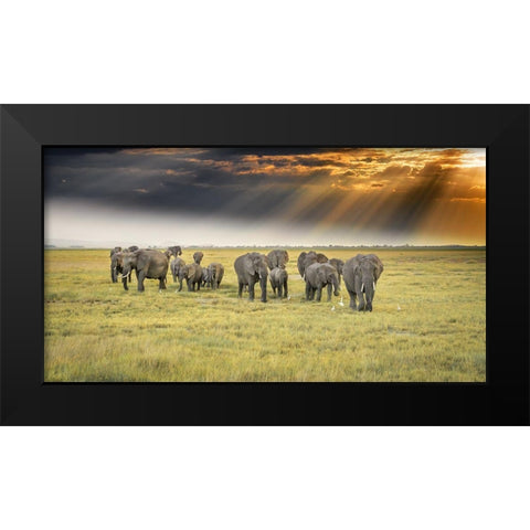 For The Love Of Elephants Black Modern Wood Framed Art Print by C. Sink, Jeffrey