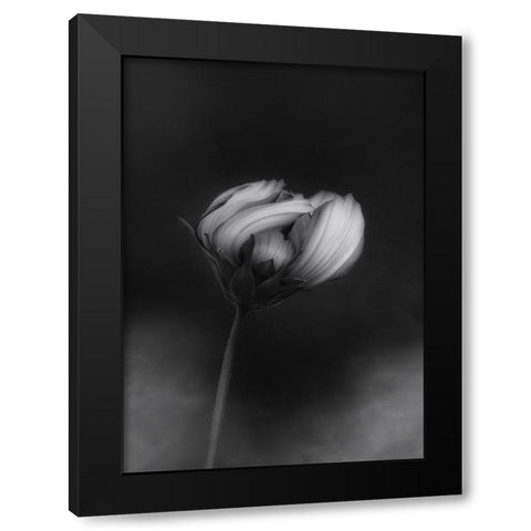 Cosmos Black Modern Wood Framed Art Print by Gronkjar, Lotte