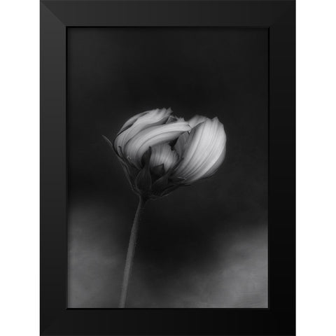 Cosmos Black Modern Wood Framed Art Print by Gronkjar, Lotte