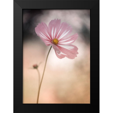 Cosmos Black Modern Wood Framed Art Print by Gronkjar, Lotte