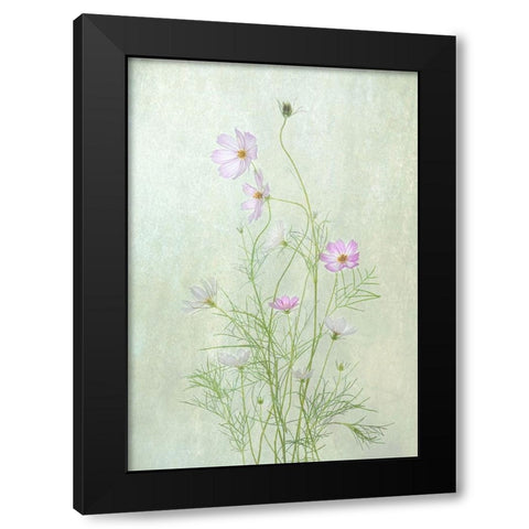 Cosmos Black Modern Wood Framed Art Print by W., Catherine