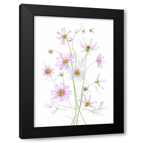 Cosmos Black Modern Wood Framed Art Print by Zhou, Fangping