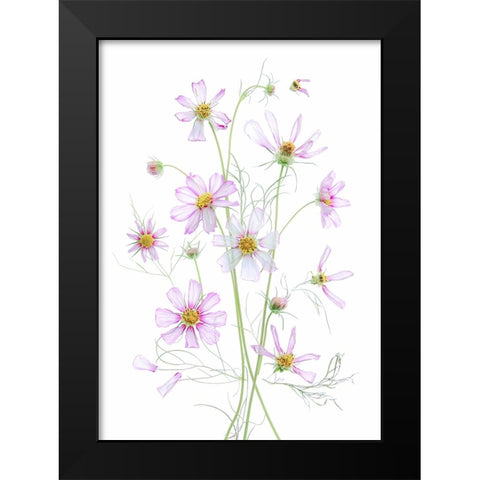 Cosmos Black Modern Wood Framed Art Print by Zhou, Fangping