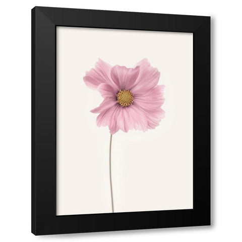 Cosmos Flower Black Modern Wood Framed Art Print by Gronkjar, Lotte