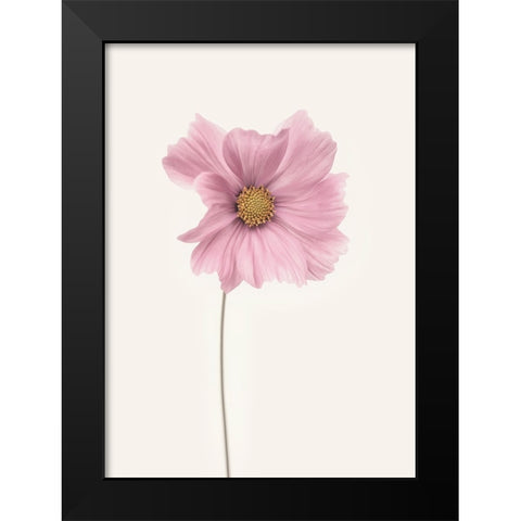 Cosmos Flower Black Modern Wood Framed Art Print by Gronkjar, Lotte