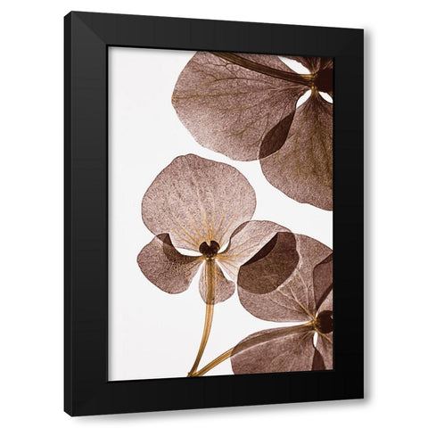 Botanical 5 Black Modern Wood Framed Art Print by Lenka