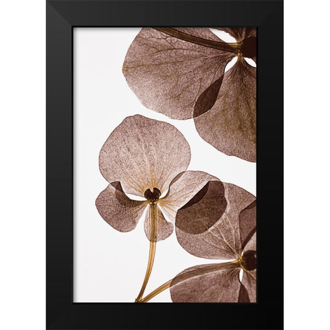 Botanical 5 Black Modern Wood Framed Art Print by Lenka
