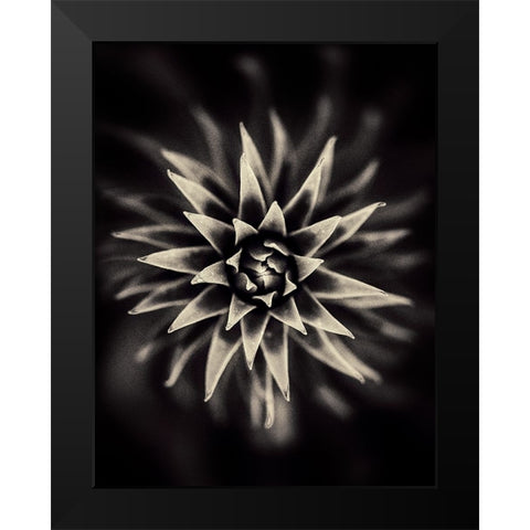 Star. Black Modern Wood Framed Art Print by Salem, Saad