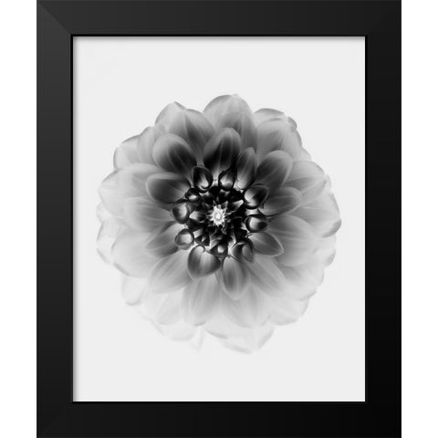 X-Ray Black Modern Wood Framed Art Print by Zhao, Alex
