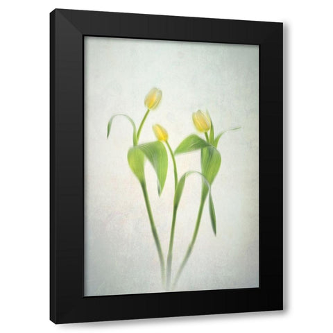 Yellow Tulips Black Modern Wood Framed Art Print with Double Matting by Jacobs, Lydia