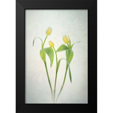 Yellow Tulips Black Modern Wood Framed Art Print by Jacobs, Lydia