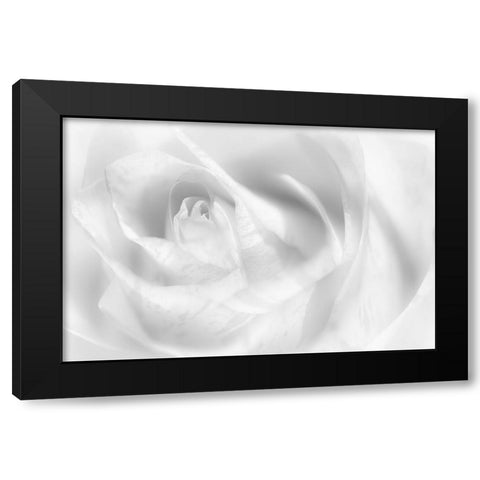 Hint Of A Rose Black Modern Wood Framed Art Print by Pfeiffer, Peter
