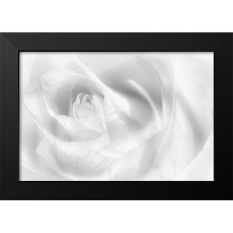 Hint Of A Rose Black Modern Wood Framed Art Print by Pfeiffer, Peter