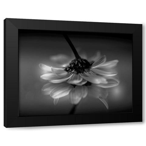 Little daisy Black Modern Wood Framed Art Print with Double Matting by Albanese, Manuela